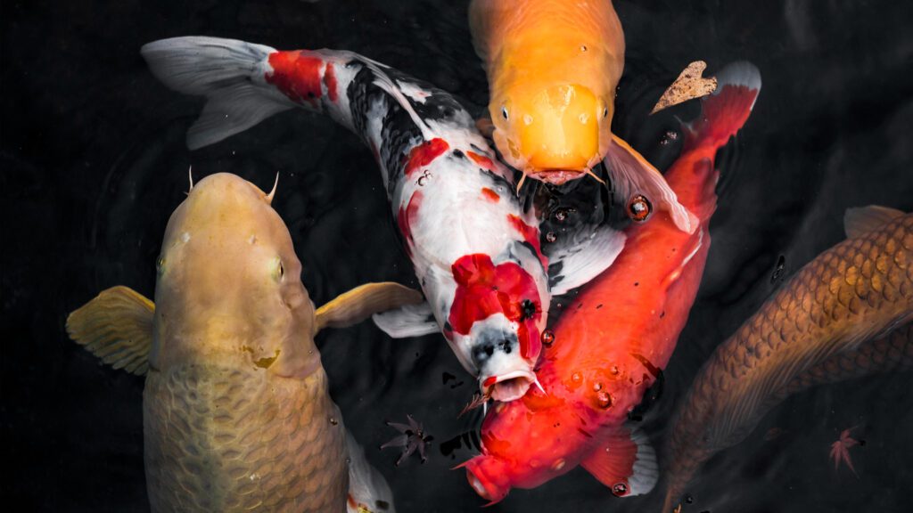 Koi Fish can survive winters.