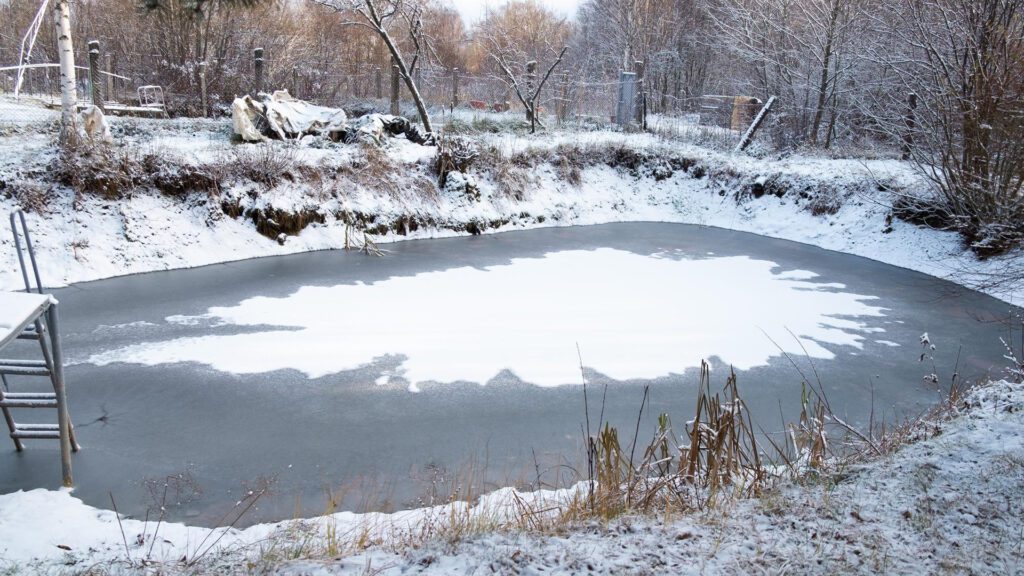 Fish Pond in winters.