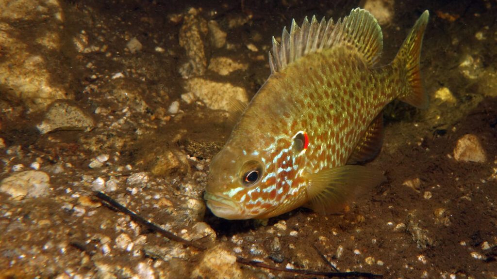 Pumpkinseed Fish are easy to take care of in winters.