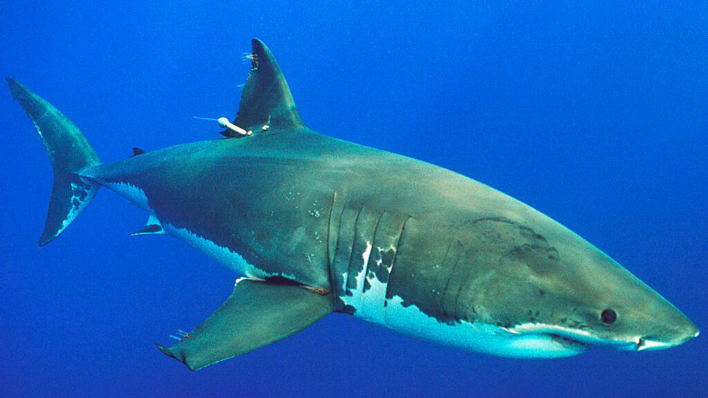 Shark having a PSATs Tag.