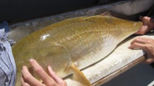 Read more about the article How To Report, Release & Eat a Tagged Fish | A Detailed Guide