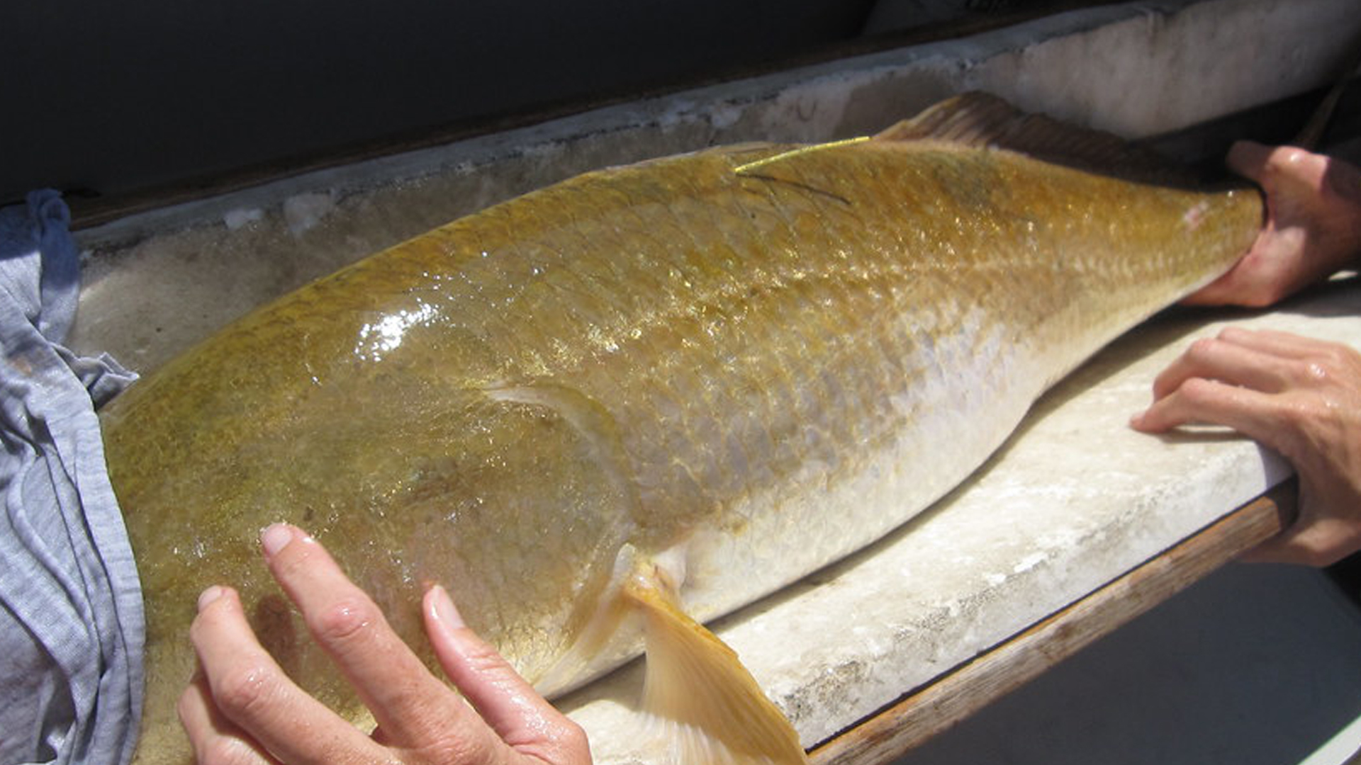 You are currently viewing How To Report, Release & Eat a Tagged Fish | A Detailed Guide