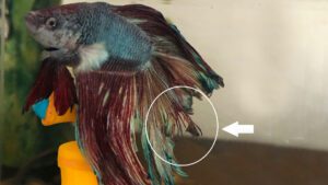 Read more about the article Fighting Fish Fin Rot Guide | How To Treat And Prevent Fin Rot?