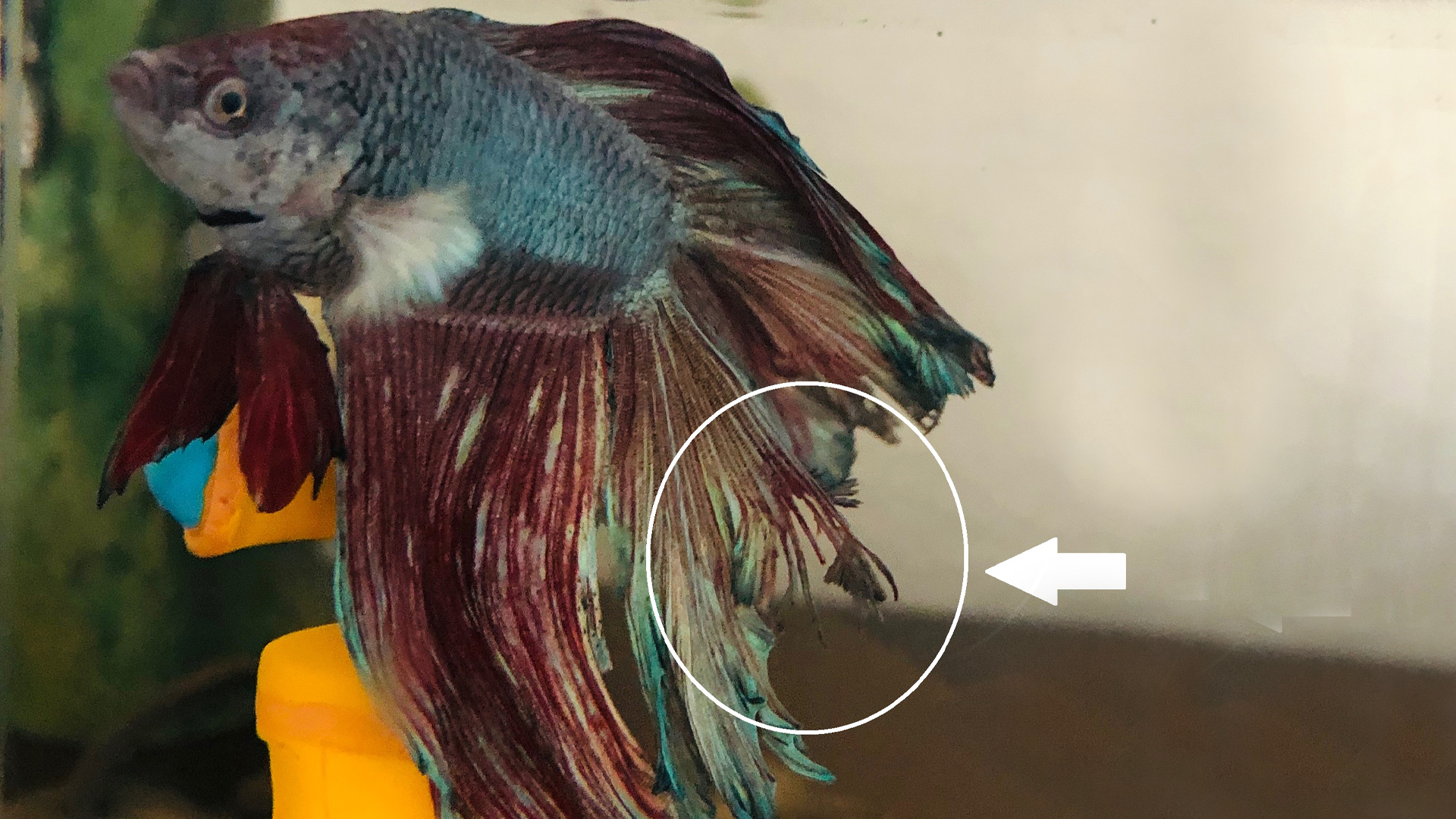 You are currently viewing Fighting Fish Fin Rot Guide | How To Treat And Prevent Fin Rot?