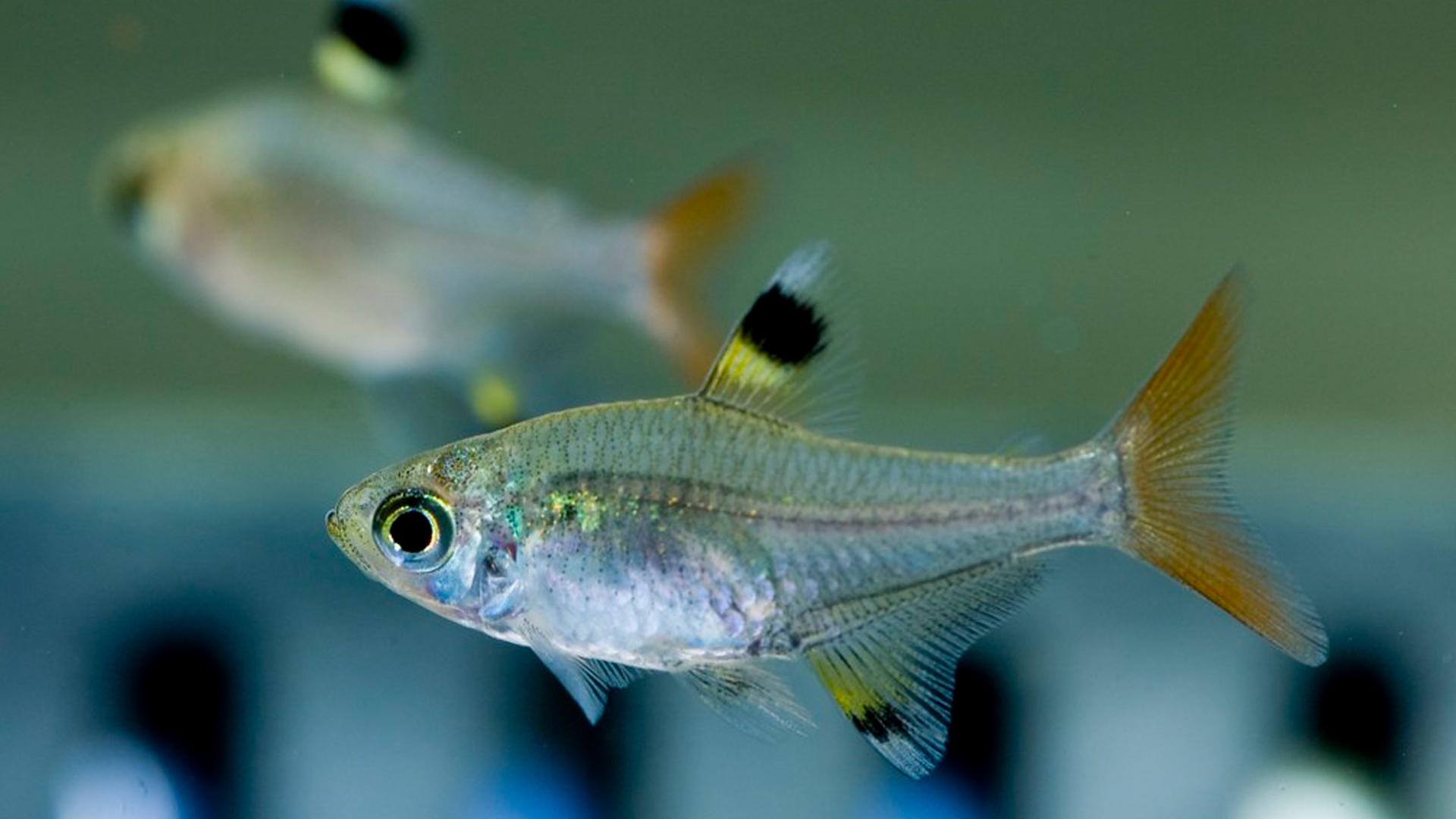 You are currently viewing X-Ray Fish | All About Habitat, Care, & Fun Facts