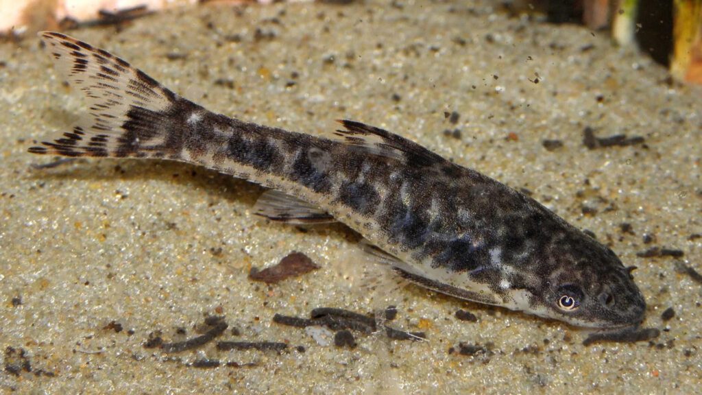 Otocinclus catfish for algae cleaning pond.