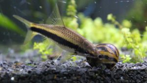 Read more about the article Discover The Best Algae Eating Fish For Ponds