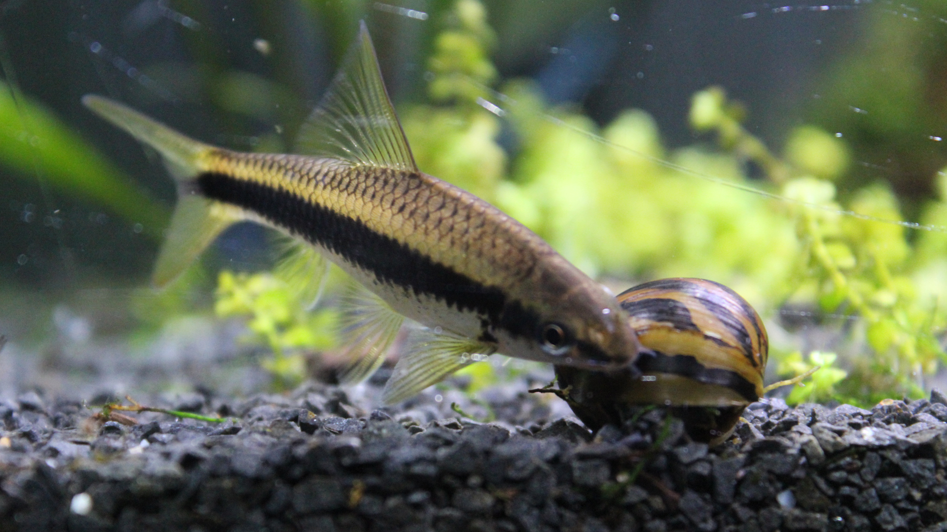 You are currently viewing Discover The Best Algae Eating Fish For Ponds