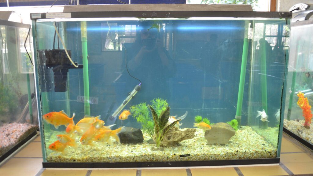 Built in filter in fish tank.