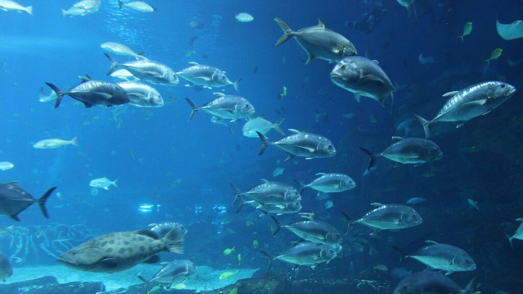 Over 20,000 fish species in ocean is a fact.