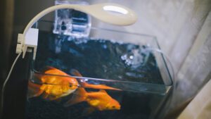 Read more about the article What To Know About Fish Tank With Built In Filter? | Best Guide
