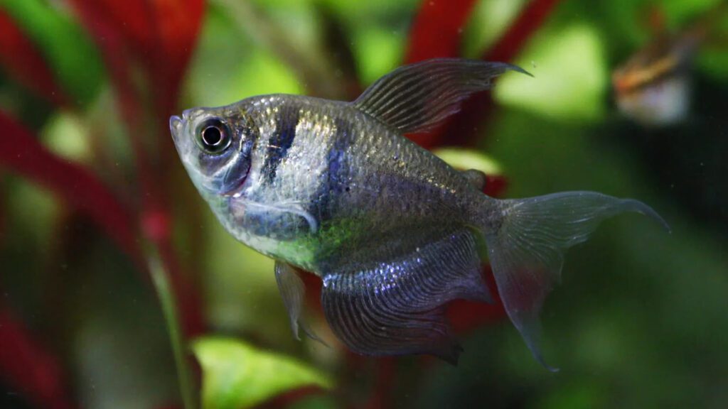 You can also have Black skirt tetra in your aquarium as freshwater fish.