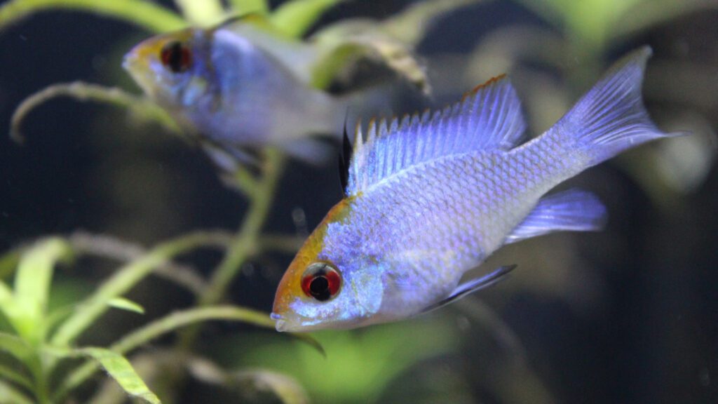 Electric blue ram is a unique freshwater fish you can have in your aquarium.