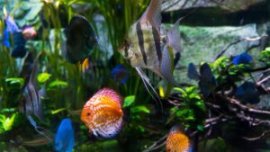 Read more about the article Unique Freshwater Fish To Have In Your Aquarium
