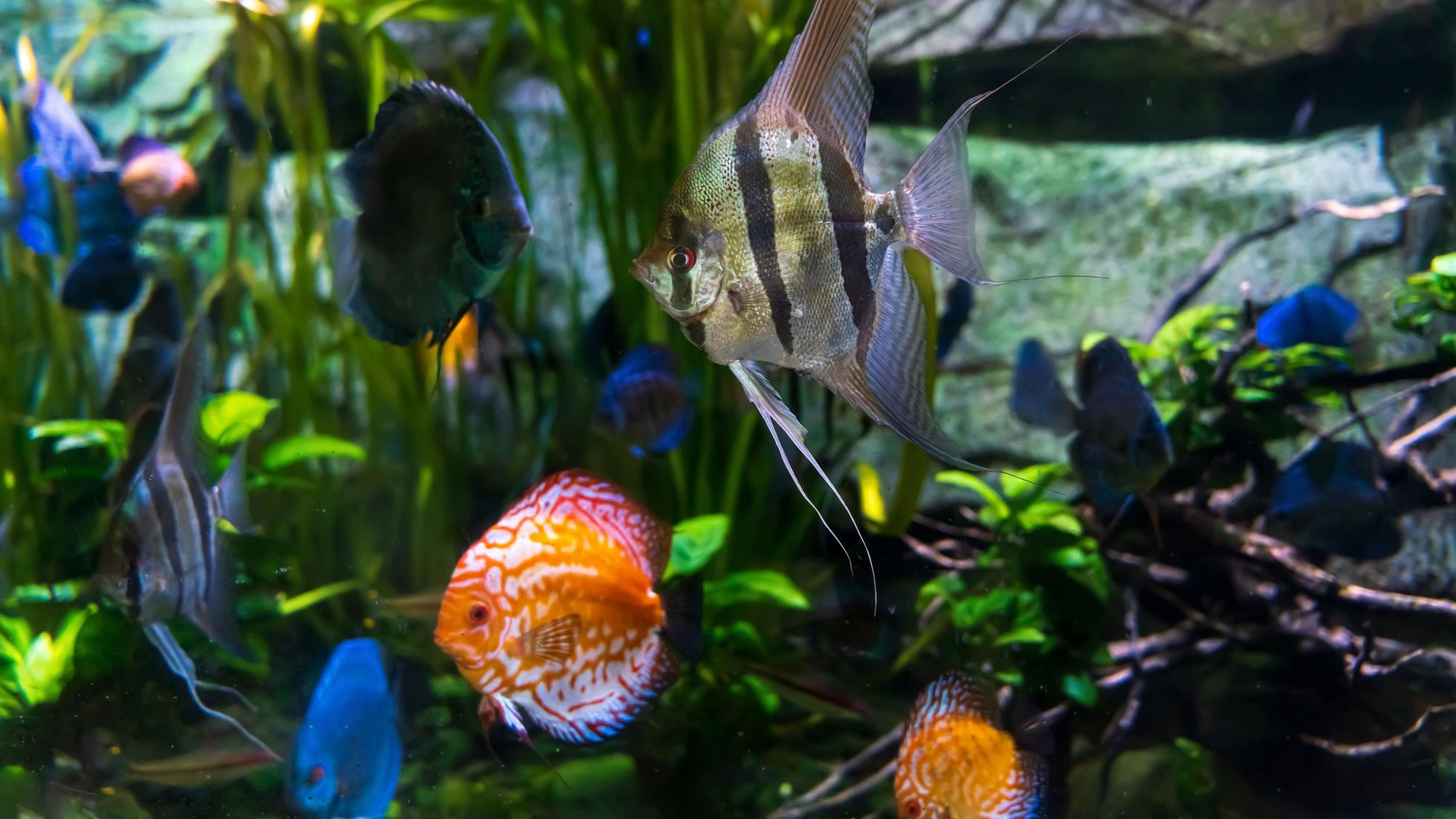 You are currently viewing Unique Freshwater Fish To Have In Your Aquarium
