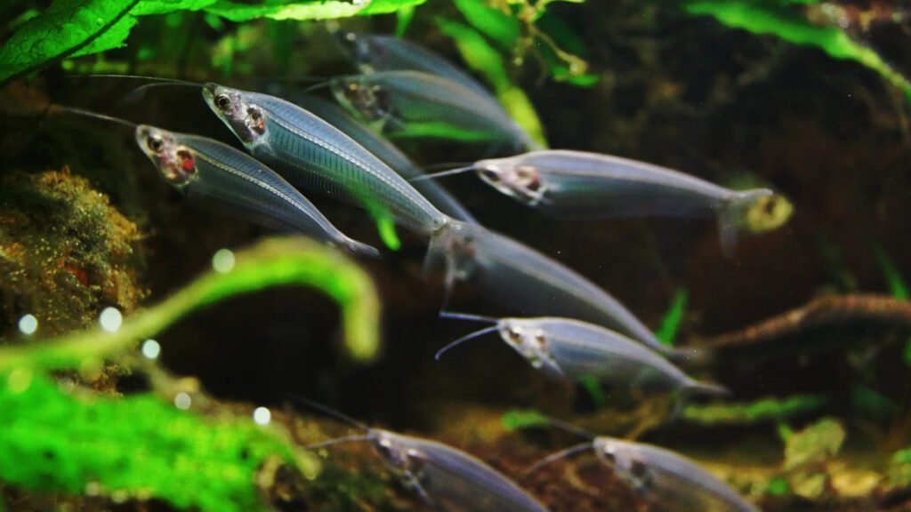 Glass catfish is a cool freshwater aquarium fish.