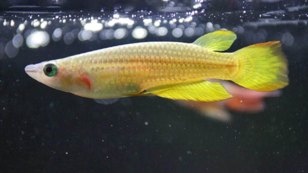 You can also have a golden wonder killifish in your aquarium.