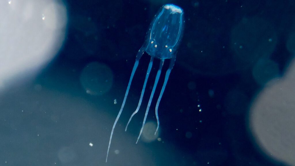 Box jelly fish specie is poisonous.