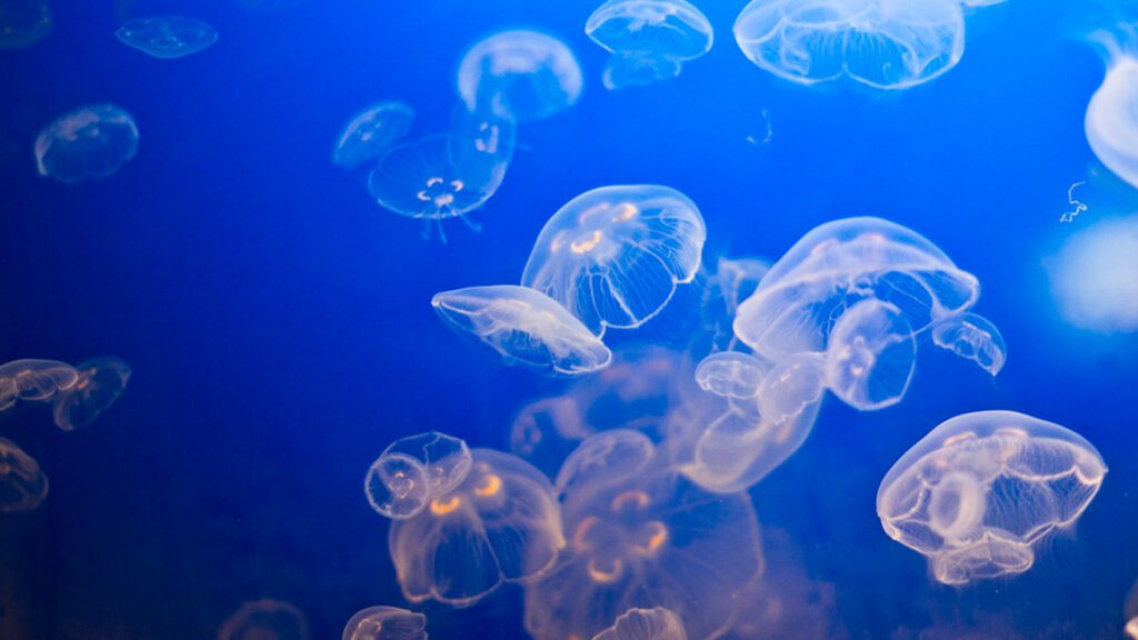 Crystal jelly fish specie is nonpoisonous.