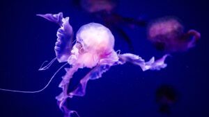Read more about the article Are All Jellyfish Venomous? Types Of Jellyfish Species