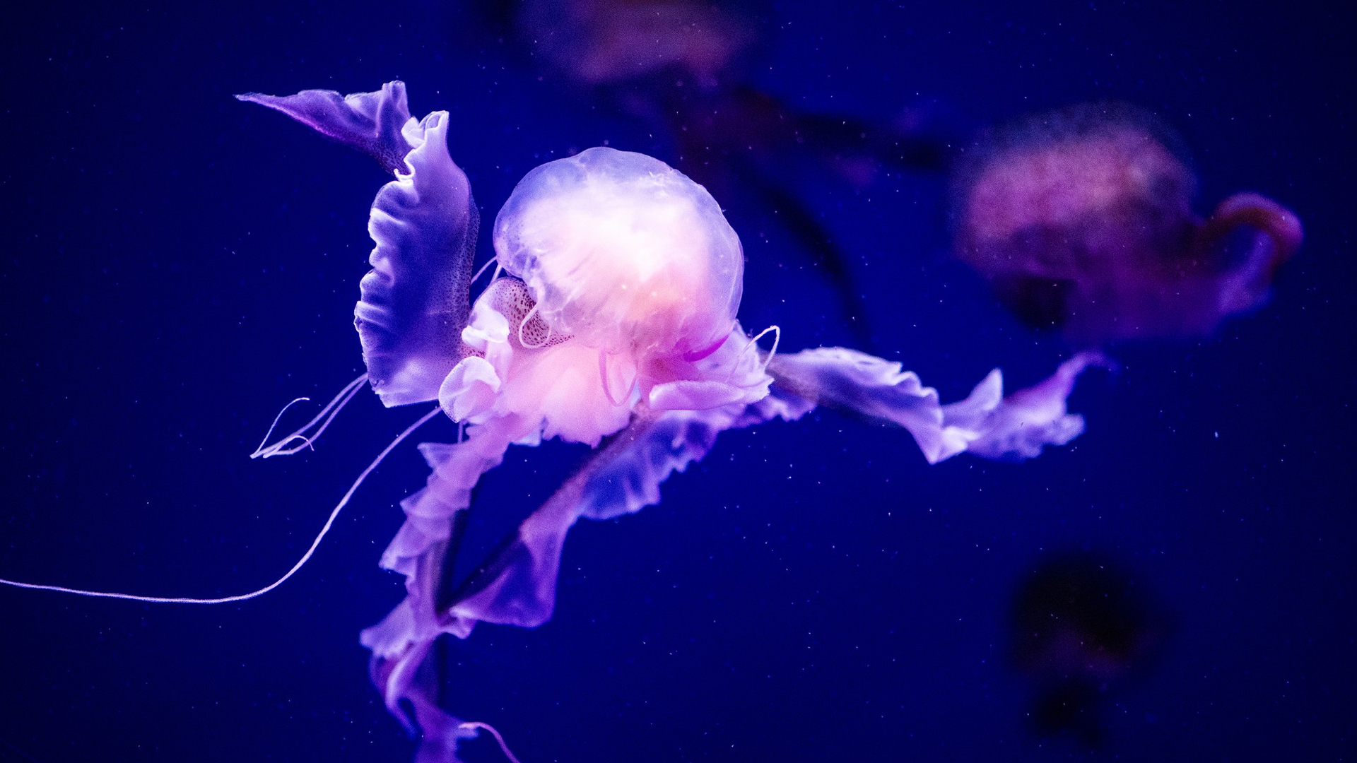You are currently viewing Are All Jellyfish Venomous? Types Of Jellyfish Species