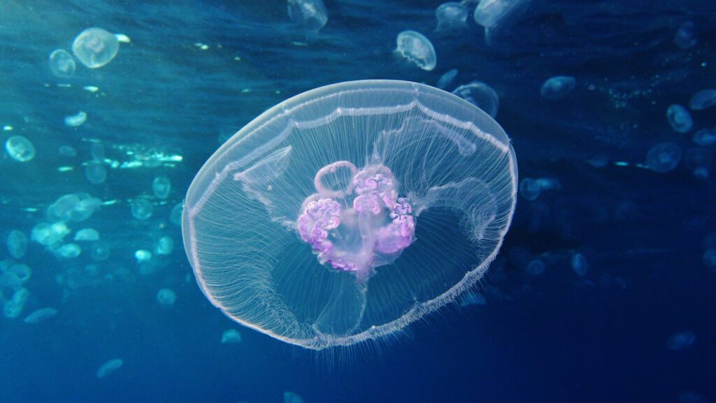 Moon jelly fish specie is nonpoisonous.