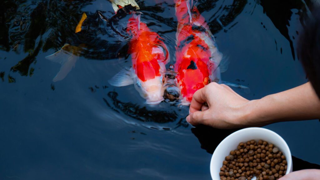 Giving your koi fish pallet foods.