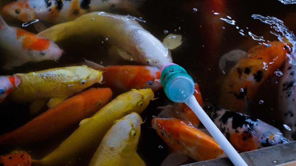 Automatic feeders for your koi fish.