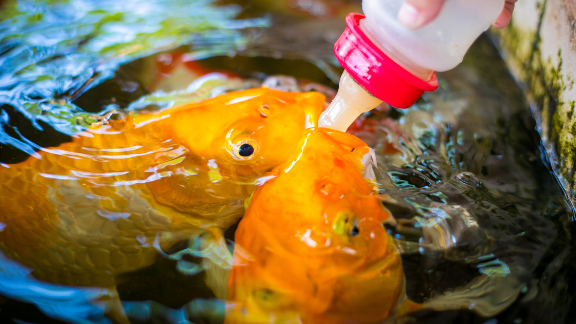 You are currently viewing What Should Your Koi Fish Eat | A Complete Pond Guide