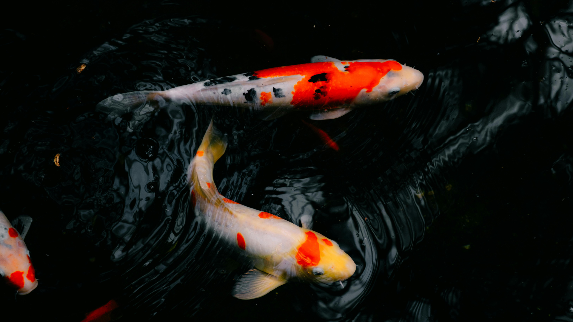 You are currently viewing How Much Do Koi Fish Cost? | Read The Best Price Guide