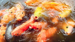 Read more about the article How To Feed Koi Fish Food? | Explore Tips And Recommendations