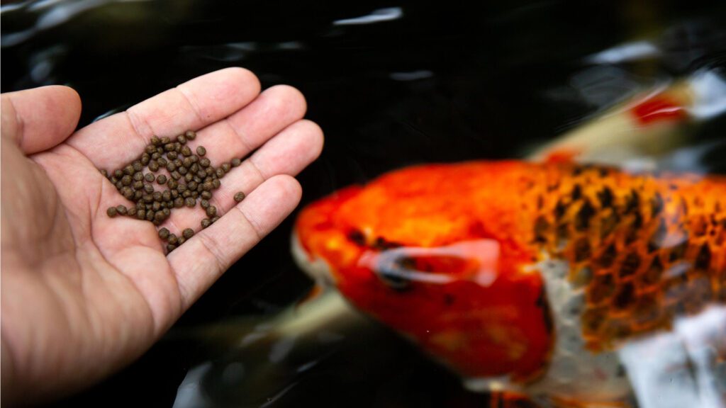 Koi fish food to eat.