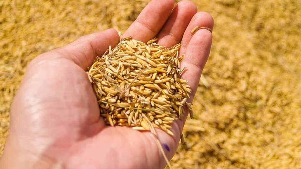 Wheat germ for feeding koi fish.