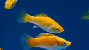 Read more about the article A Brief Guide About Orange Sailfin Molly Fish | Types And Care Tips