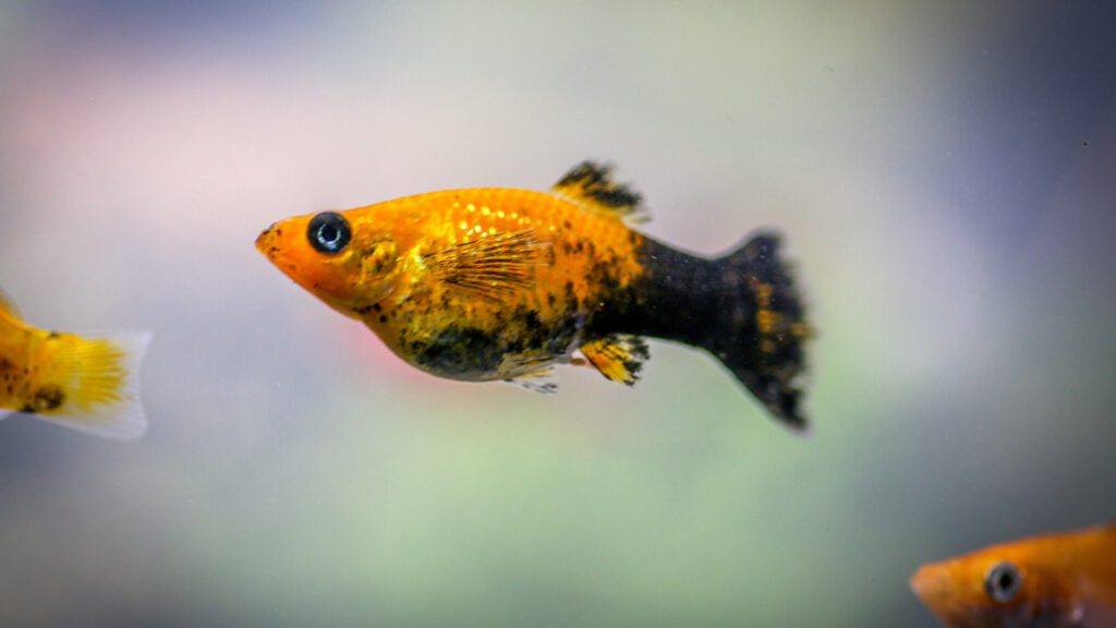 Gold dust molly fish.
