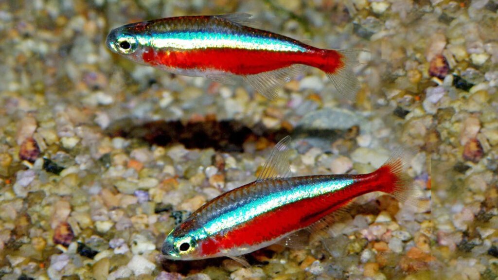 Cardinal Tetra is a nano fish species.