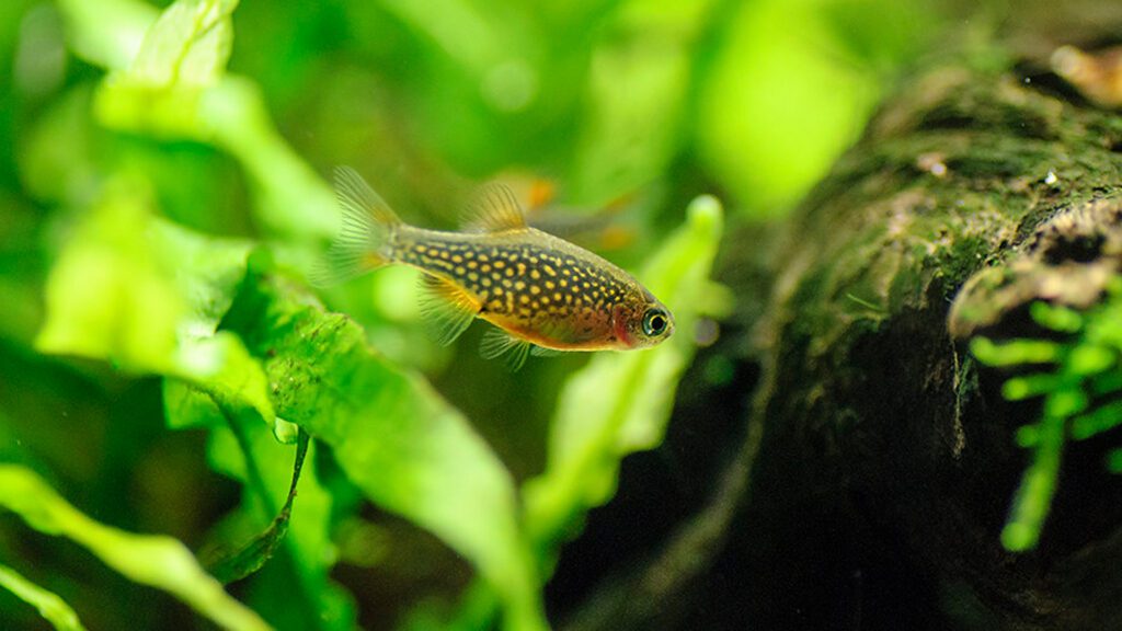 Celestial Pearl Danio Nano Fish for your Tank.