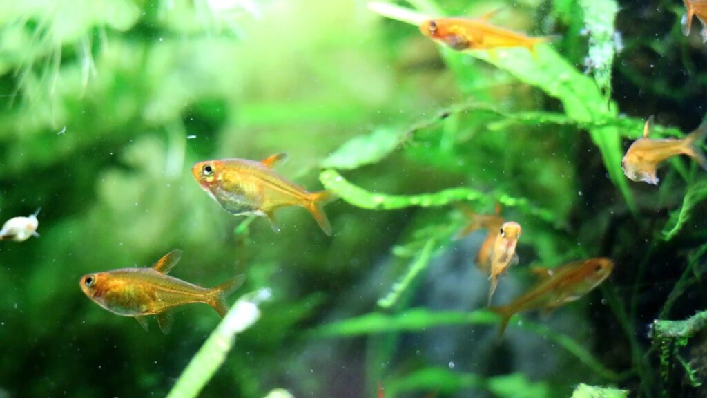Ember Tetra best nano fish for your Aquarium.
