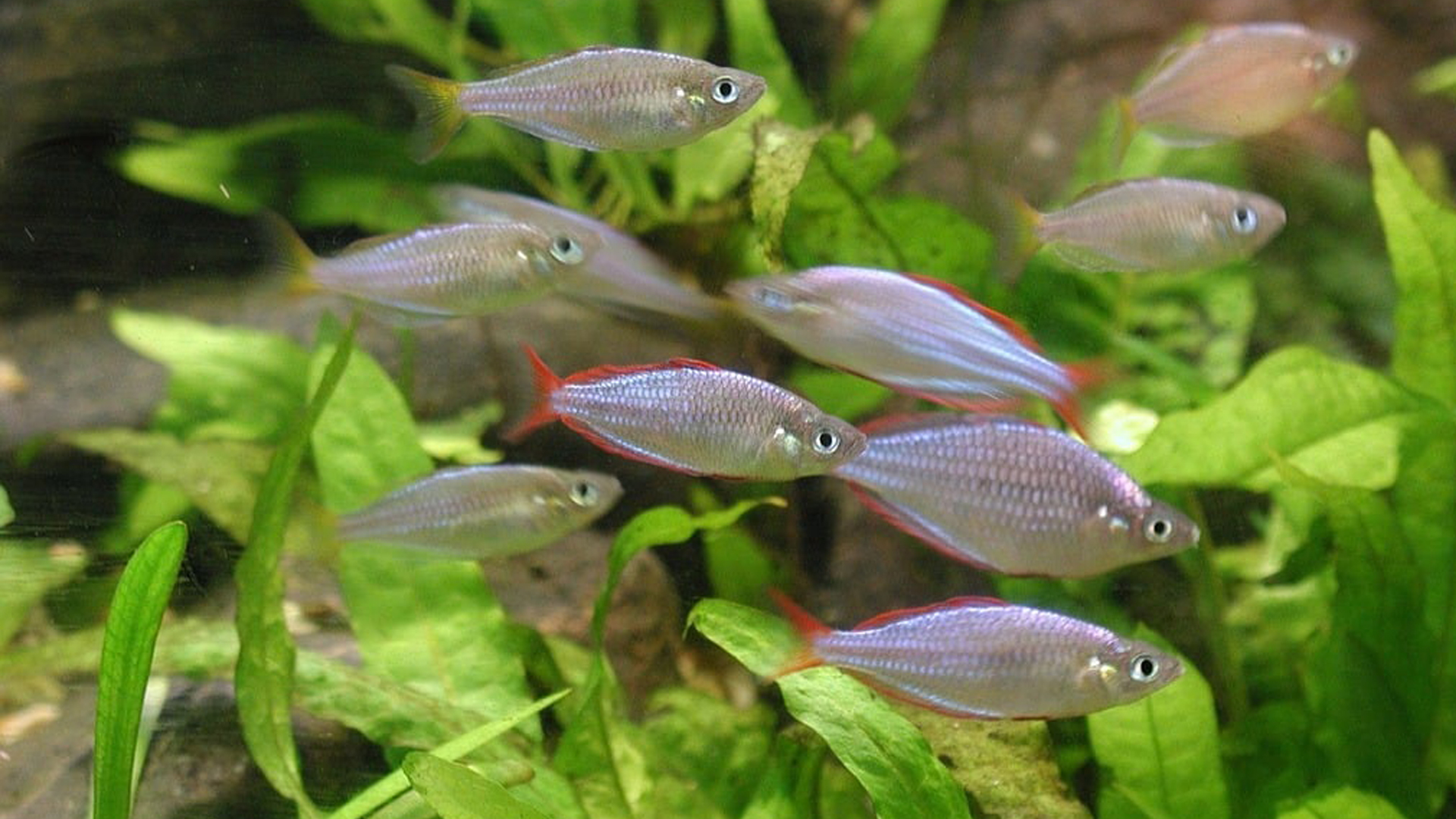 You are currently viewing 12 Nano Fish Species To Try For Your Nano Tanks And Aquariums