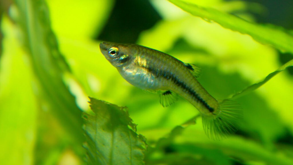 Least killifish nano fish for aquarium.