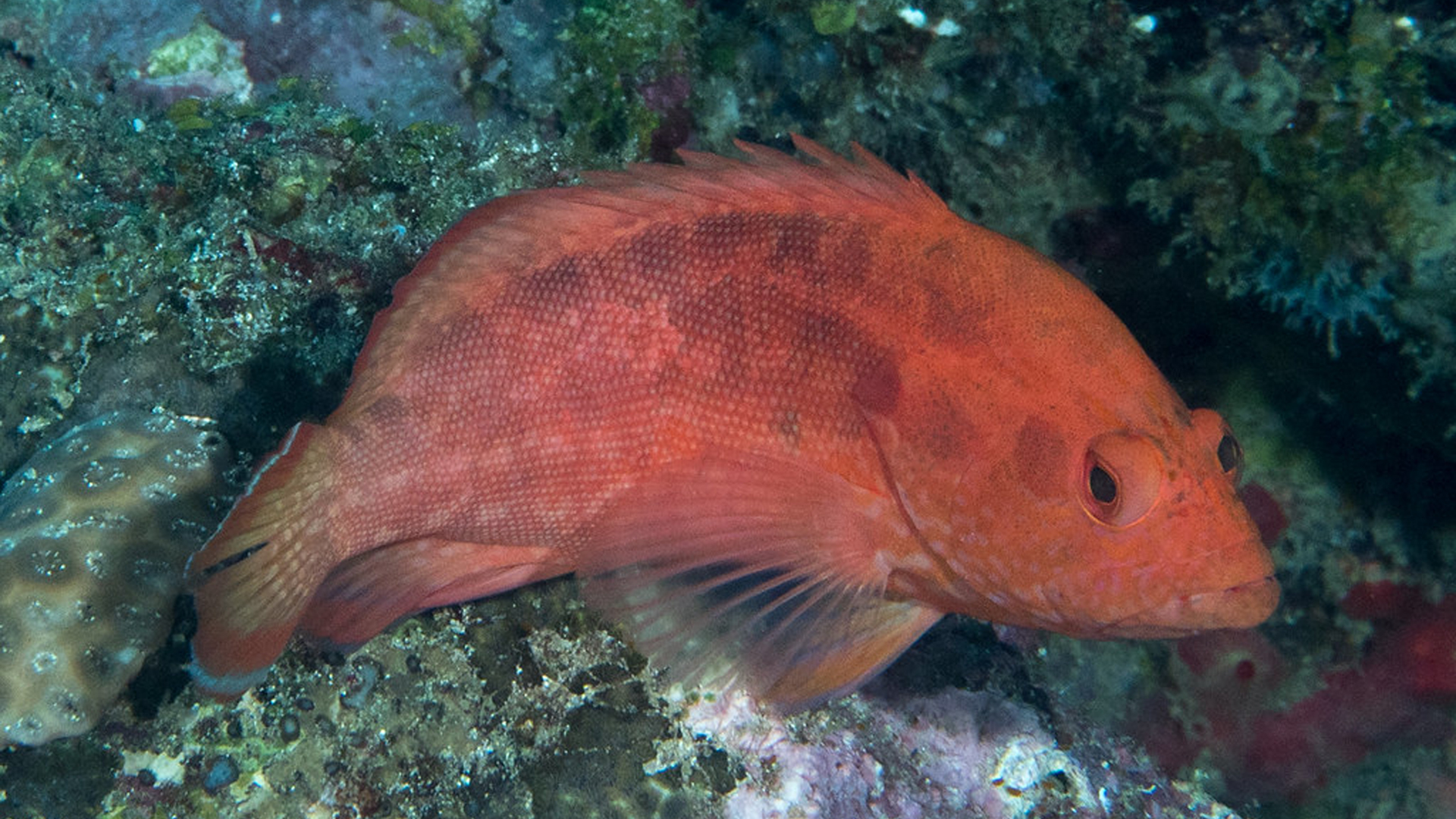 You are currently viewing What’s A Strawberry Grouper Fish? | Explore All The Facts And Info