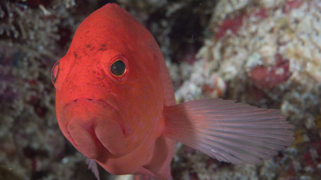 Hunting a strawberry grouper fish.