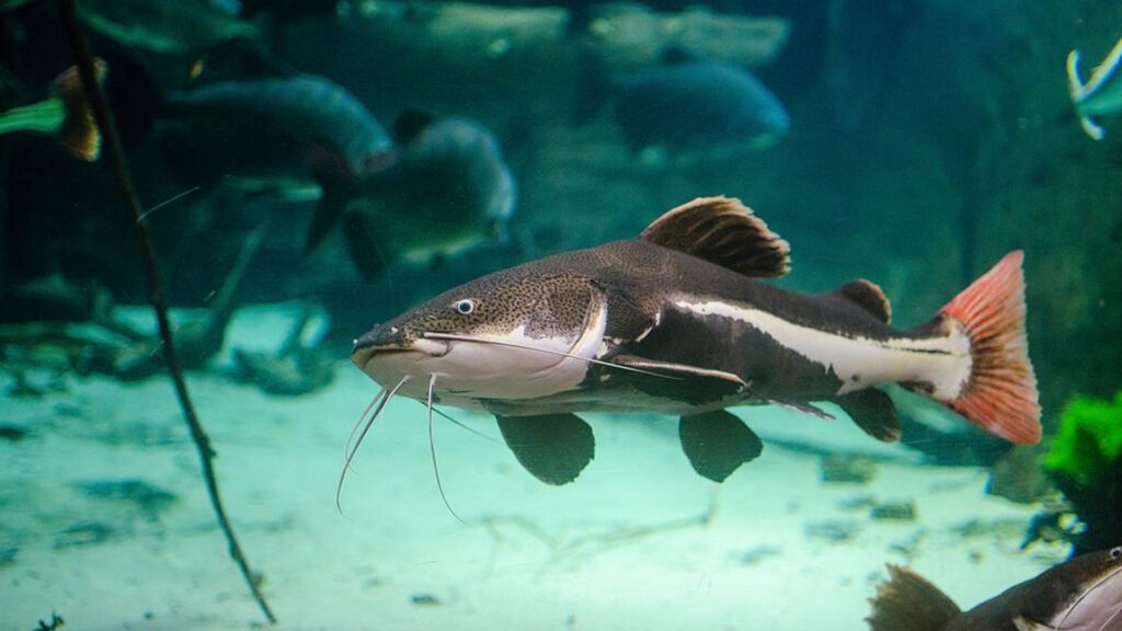 Catfish can be a great tankmate with swordfish.