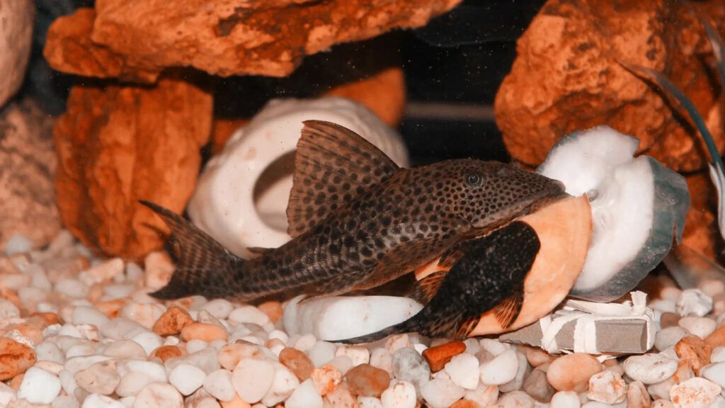 Common Pleco is best tankmate for swordfish.