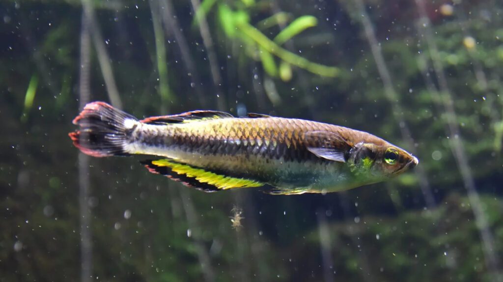 Madagascar Rainbow Fish as a tankmate.