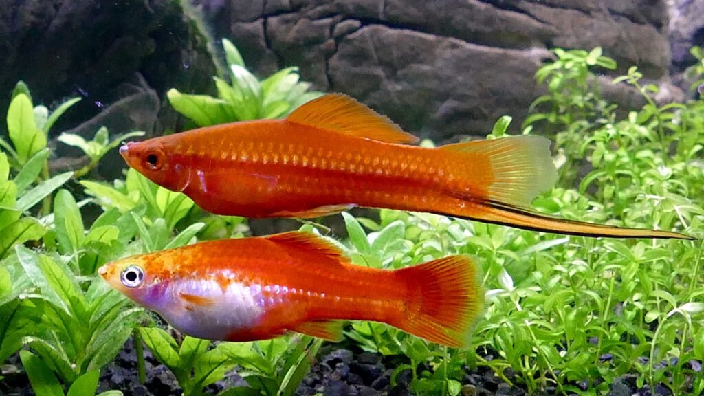 Facts about sword fish size male and female.