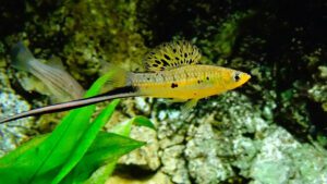 Read more about the article What Are The Best Swordtails Fish Tank Mates? | Easy Guide 101