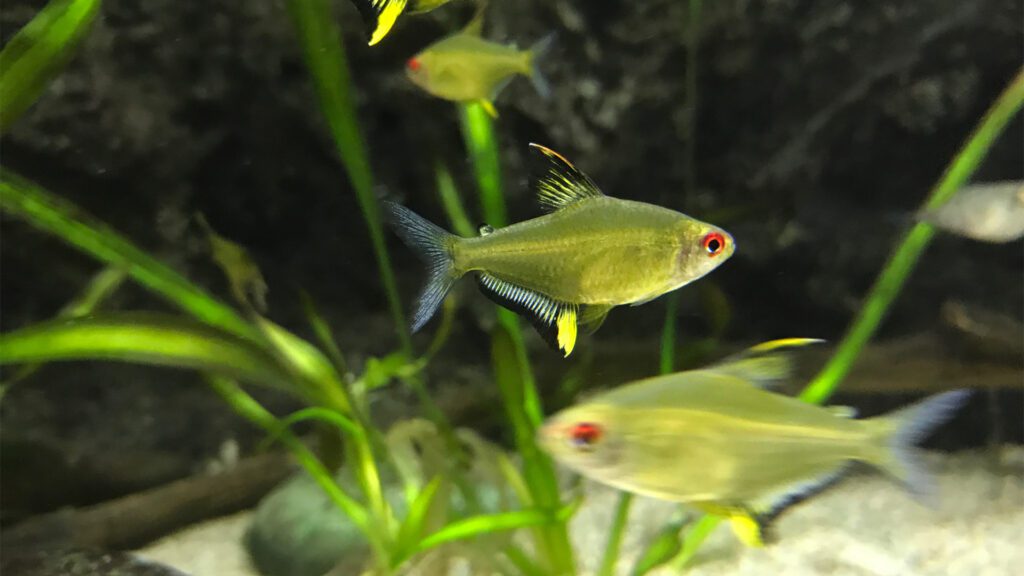 Lemon Tetra is better tankmate for swordfish in a large tank.