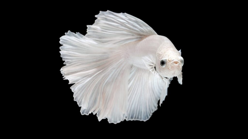 Reasons of betta fish losing color.