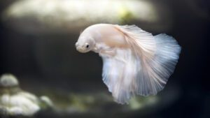 Read more about the article Why I Have A White Betta Fish? | Learn Reasons, Symptoms & Cure
